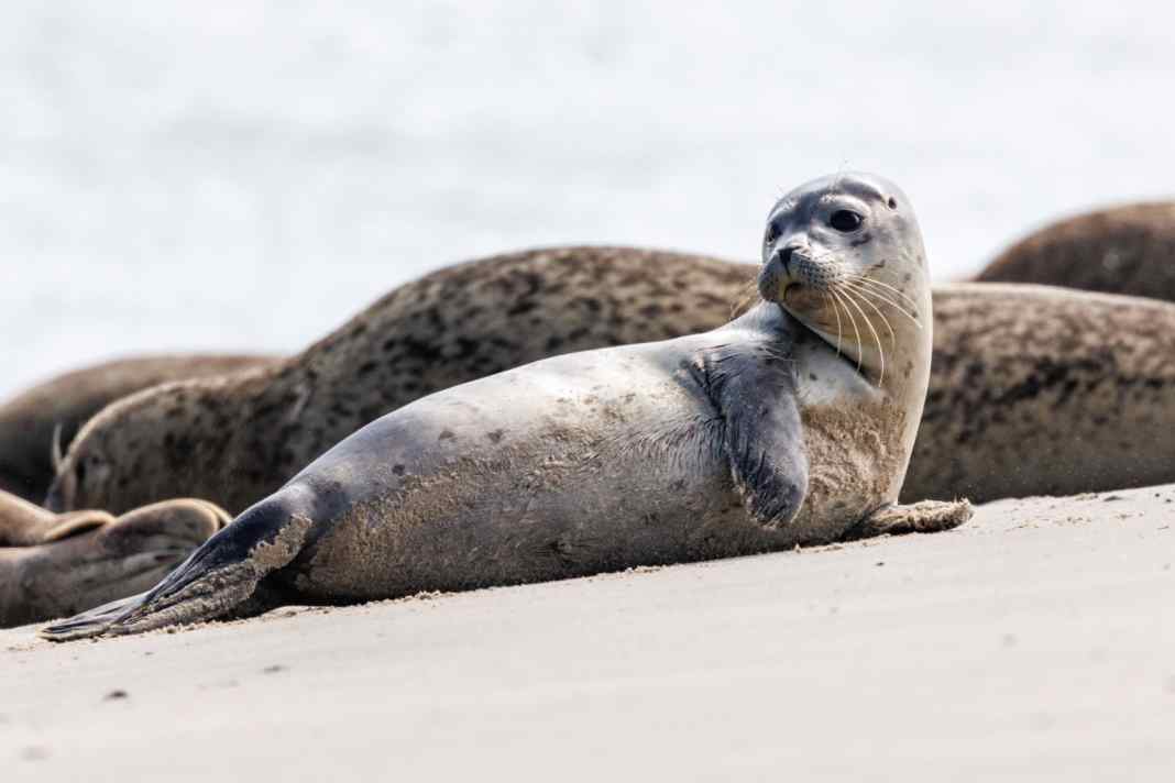 A young harbour seal crawls across the beach on the East Frisian island of Norderney.