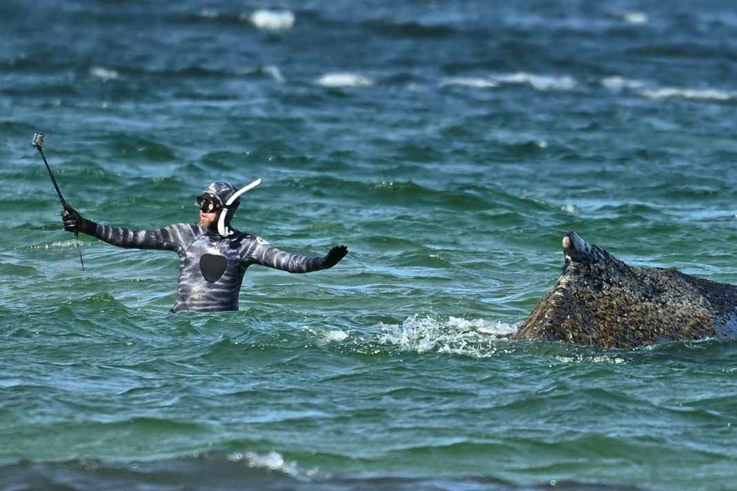Marine biologist Robert Marc Lehmann with the stranded humpback whale off Timmendorfer Strand on 26 March 2026 | Foot: DPA/pa