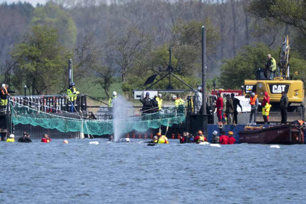 Der gestrandete Buckelwal Timmi hat die Transport-Barge erreicht. Nachdem Helfer das Tier mit Gurten gesichert hatten, wurde es durch eine ausgebaggerte Rinne direkt in den Lastkahn manövriert. | Philip Dulian