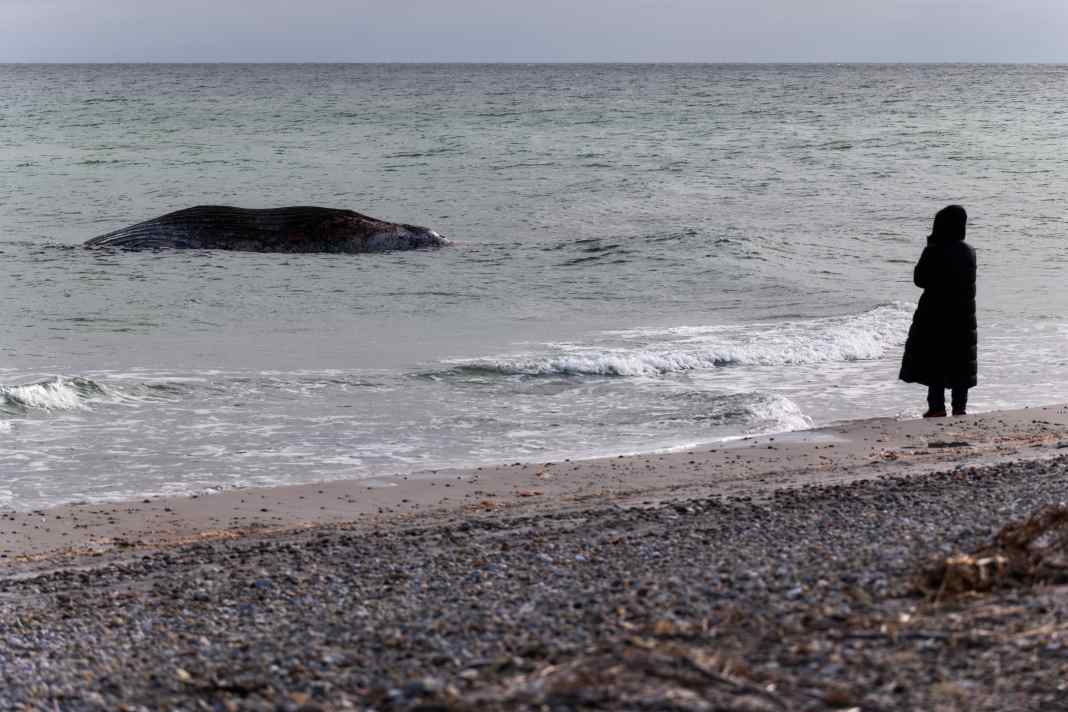 La vétérinaire Anne Herrschaft fait ses adieux à Timmy, la baleine à bosse morte, sur la plage d'Anholt.