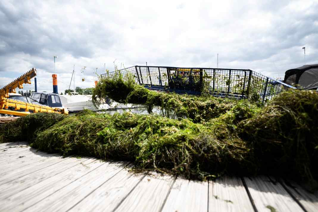 Ein Boot mit Sammelkorb hebt gemähte Wasserpest aus dem Wasser. Die Wasserpest ist eine eingeschleppte Art und wächst extrem schnell. Sie verdrängt andere heimische Wasserpflanzen.
