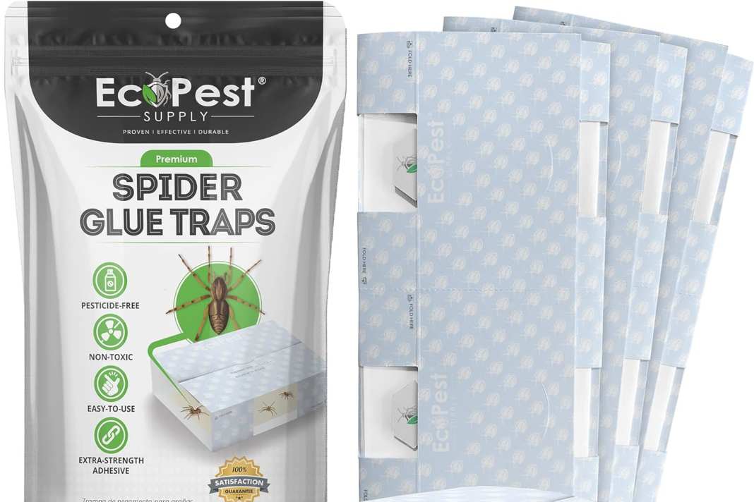 Klebefallen für den Innenbereich für Spinnen, Käfer und kriechende Insekten