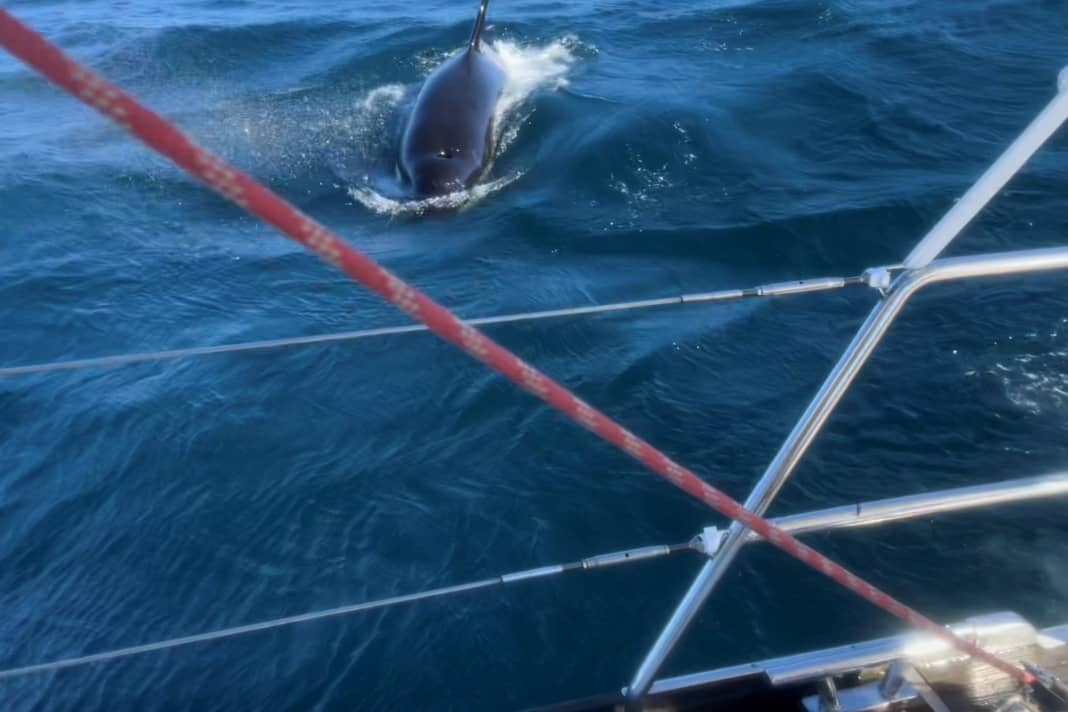 Gleich rumst es – Orca im Angriffsmodus