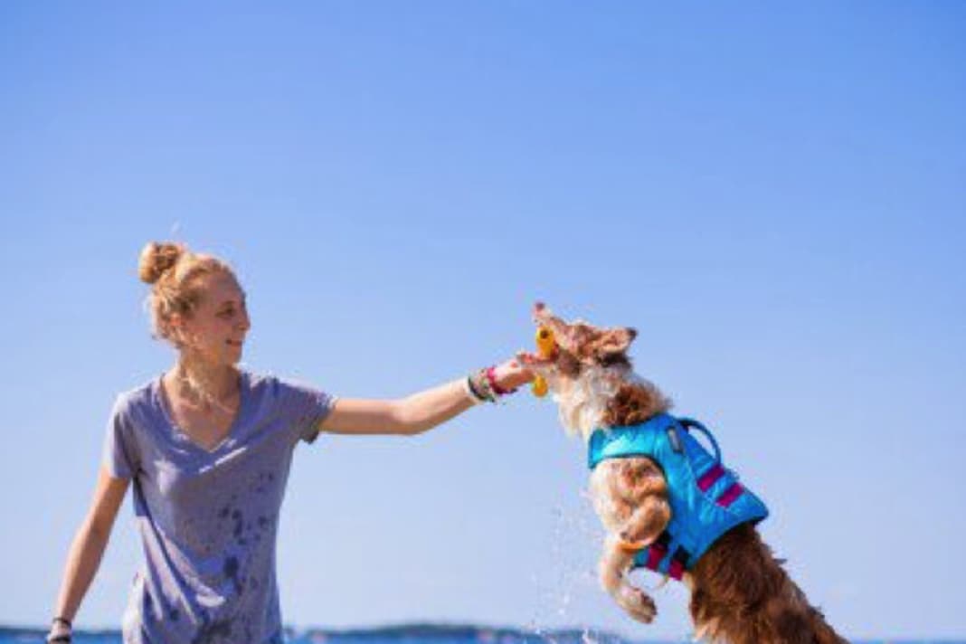 1. gilet de sauvetage

 Les gilets de sauvetage pour chiens existent également en couleurs fluo, afin que les petits chiens soient encore bien visibles entre les vagues. La plupart du temps, ils sont munis d'une poignée sur le dos de l'animal afin de pouvoir le tenir ou le hisser à bord sans complication.

  