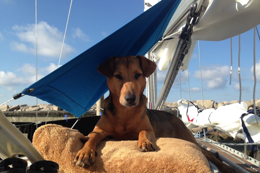Schatten an Bord ist besonders wichtig für die Vierbeiner. Bordhund Juni genießt den Sommer-Segelurlaub auf der Ostsee.