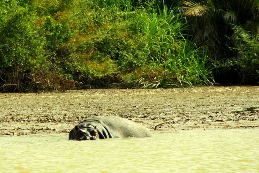 Encounter with a hippopotamus