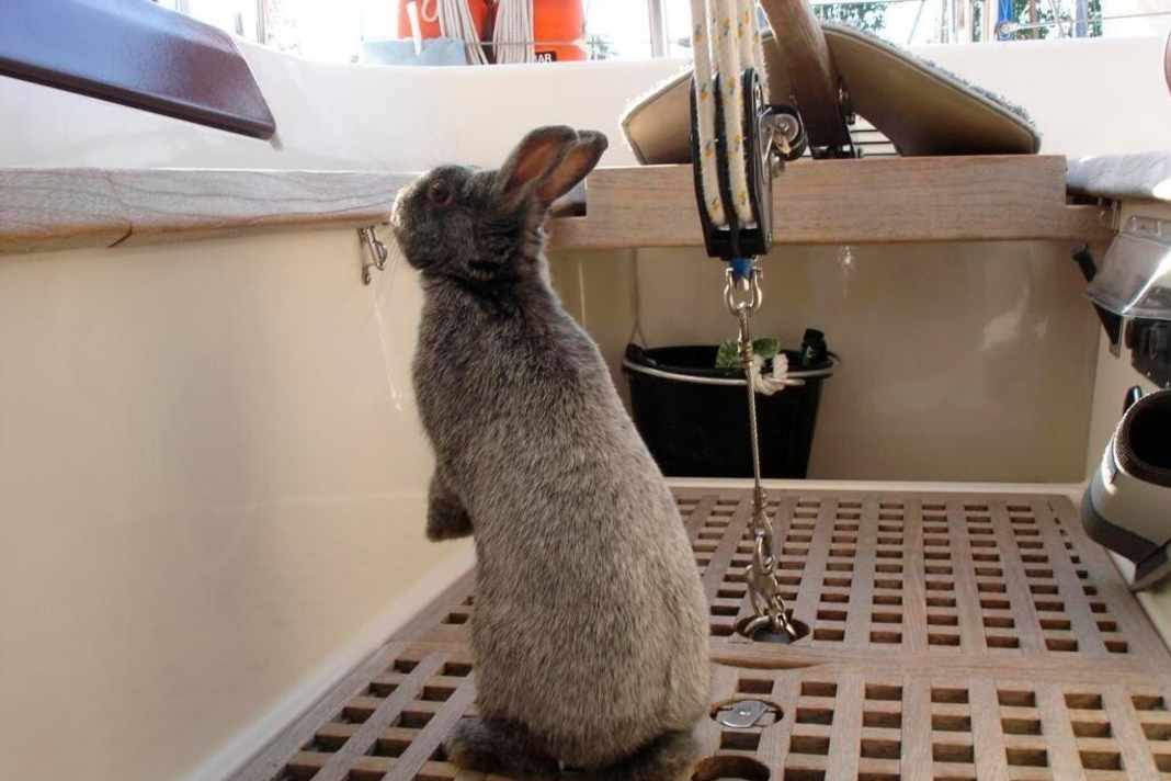 In addition to rituals, there are numerous myths from the world of superstition: rabbits on board bring bad luck! Cats, on the other hand, are always welcome; they eat mice and rats.