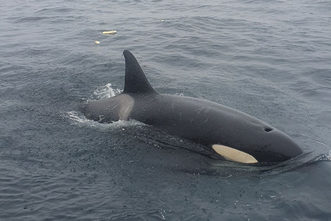 Orca in Angriffsstimmung beim Boot der Erichsens