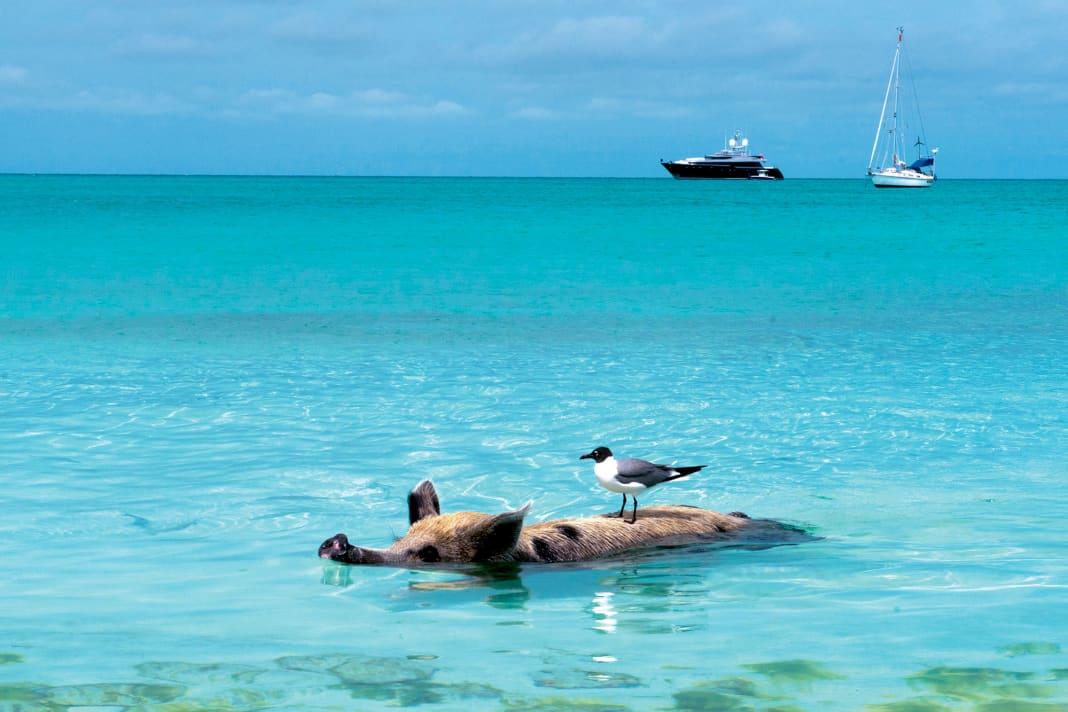 Die schwimmenden Schweine von Staniel Cay sind seit einigen Jahren eine Touristenattraktion