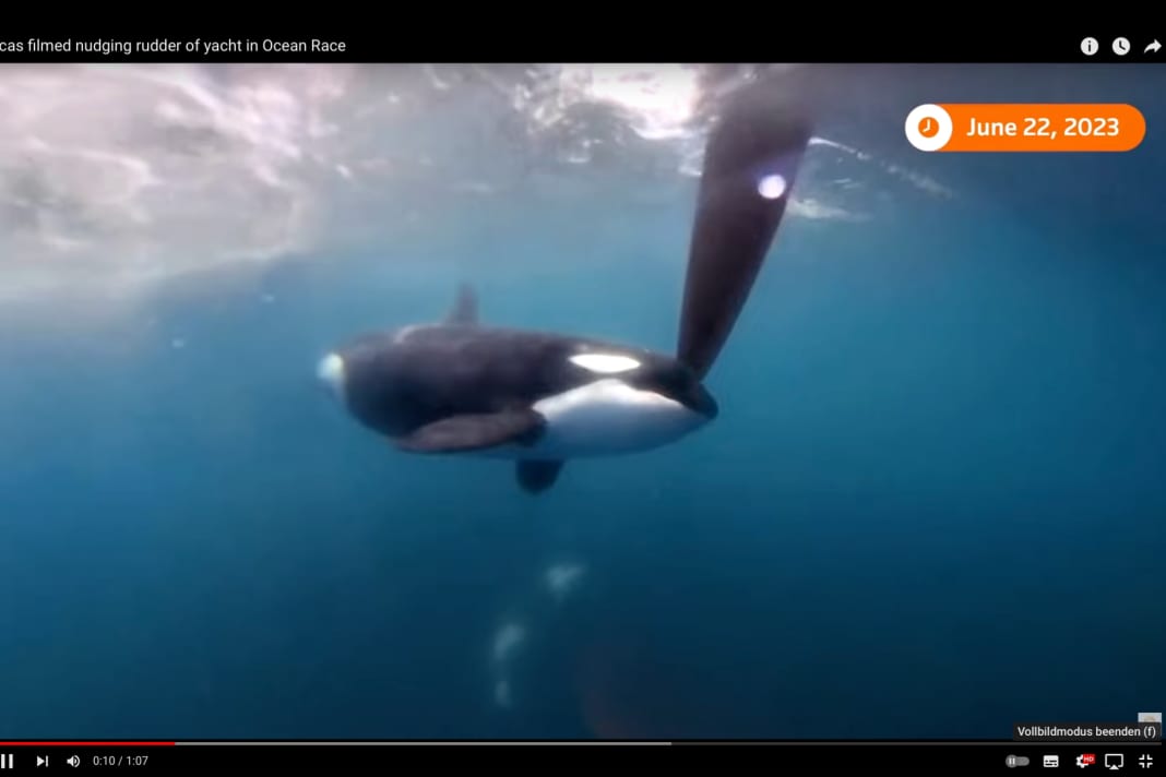 Selten wurde eine Orca-Begegnung so genau dokumentiert wie beim Ocean Race