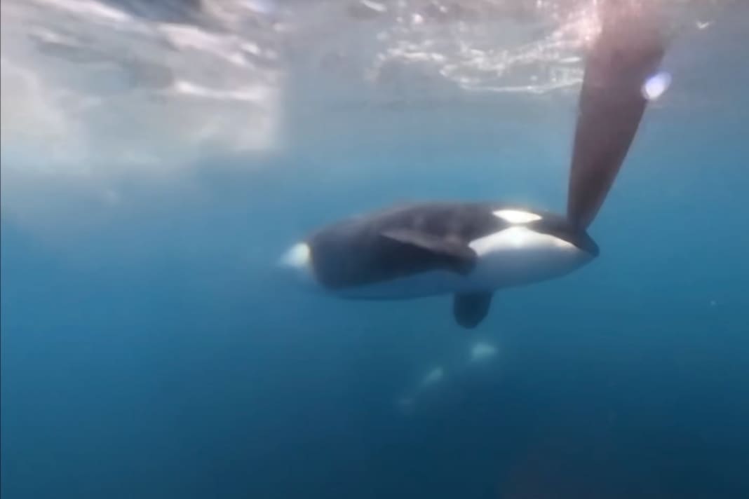 Un'orca al timone dello yacht VO65 del Team Jajo. | Schermata/video/Team Jajo/The Ocean Race