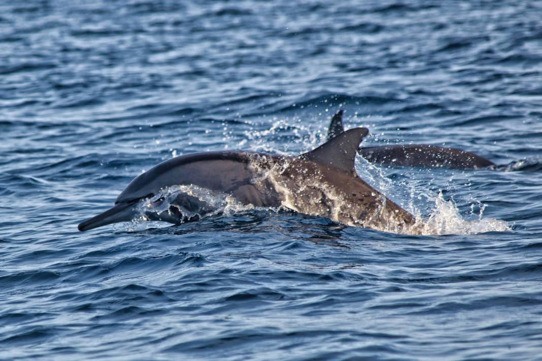 Delphine sind nur selten in der Ostsee anzutreffen, zwei Nachwuchsseglern ist es jedoch kürzlich in der Kieler Förde gelungen (Symbolbild)