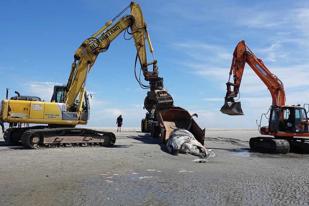L'entreprise qui a récupéré la baleine à bosse a dû faire appel à de l'équipement lourd.
