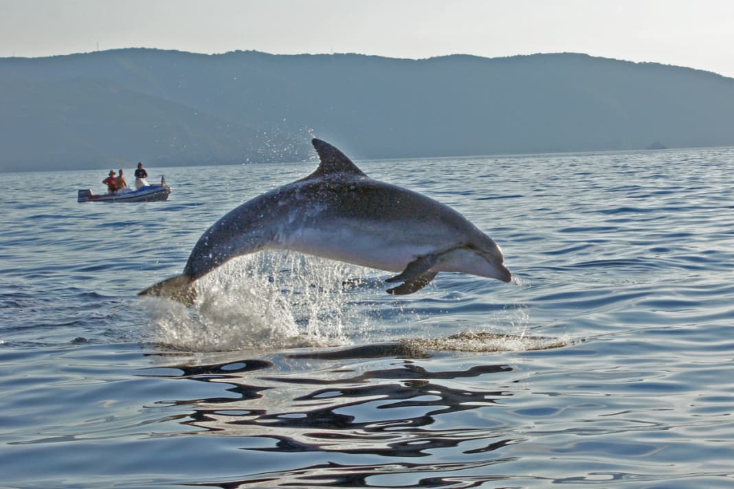 Aimé et menacé : un dauphin de l'Adriatique au large de la Croatie