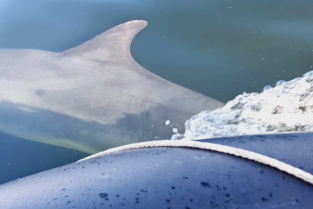 Le dauphin "Skywalker" a d'abord suscité l'enthousiasme, puis l'inquiétude sur un canot pneumatique