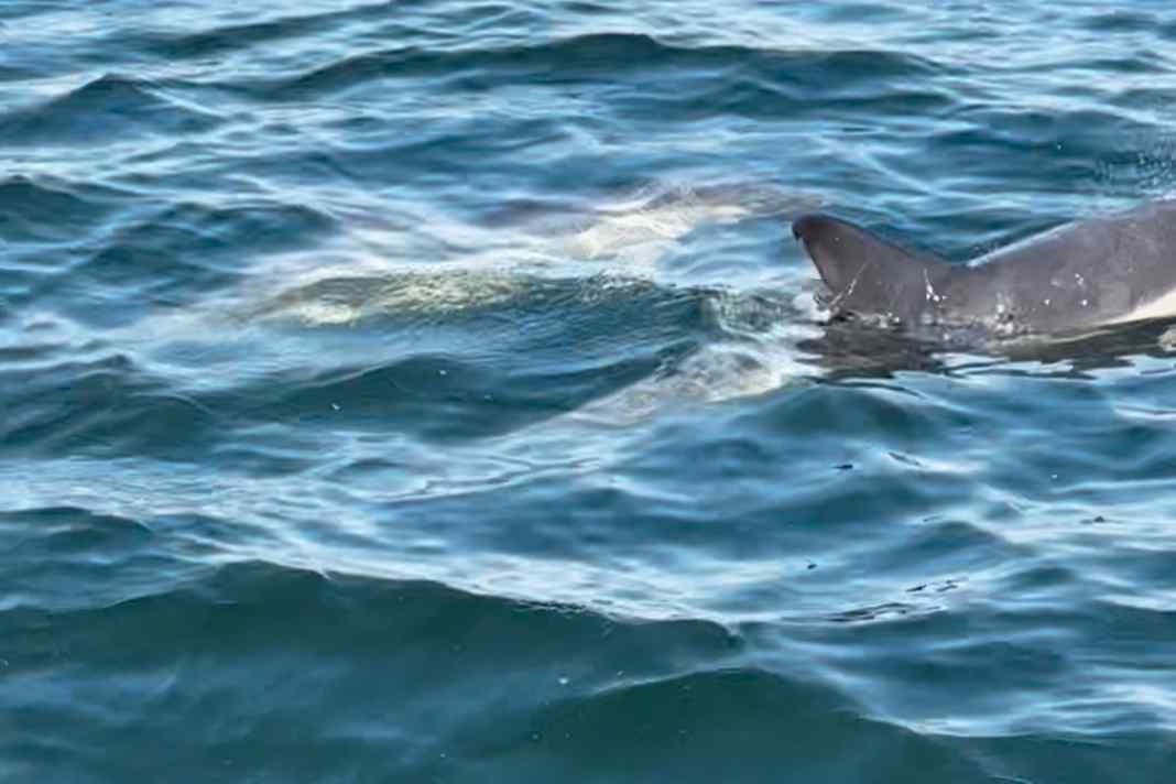 The grinde crew of the "Bailey" encountered two as yet unknown dolphins south of Marstal