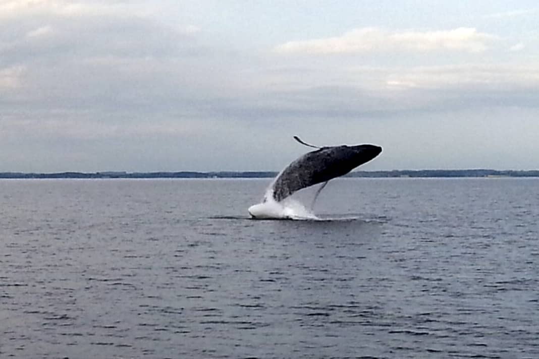 A jumping humpback whale in the Flensburg Fjord, two were guests last Friday (symbolic image)