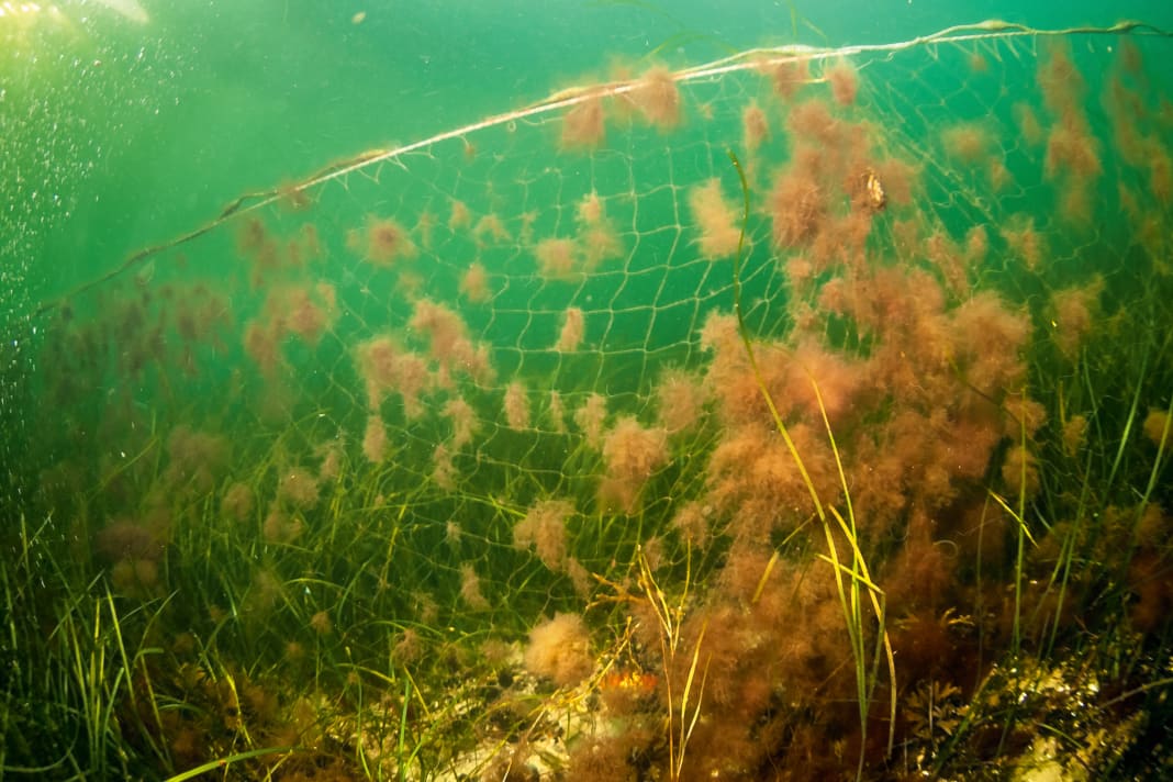 Tödliche Falle: In verloren gegangenen oder aufgegebe­nen Netzen verenden Fische und andere Tiere qualvoll