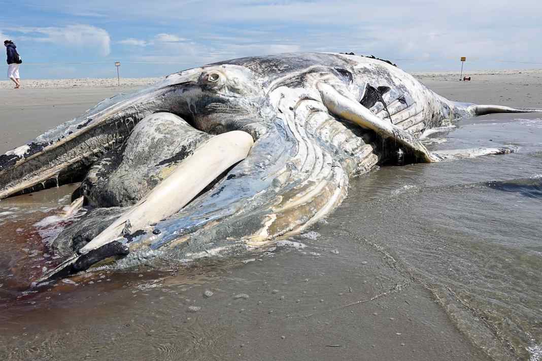 The animal was around ten metres long.