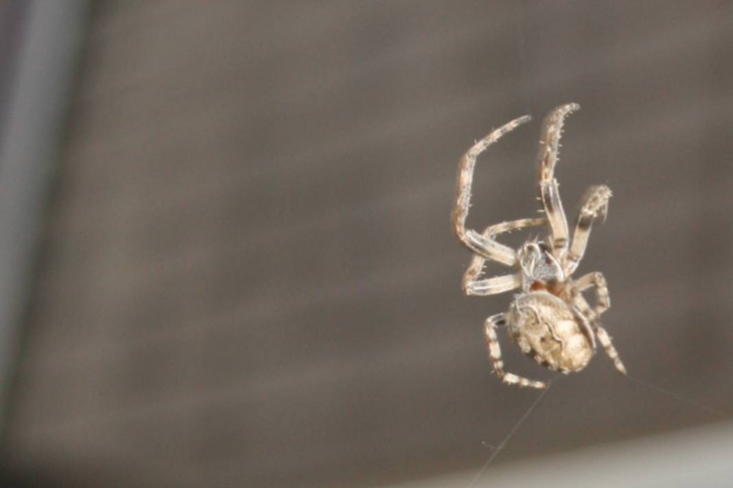 Tutte le specie di ragni presenti in Germania sono innocue per l'uomo