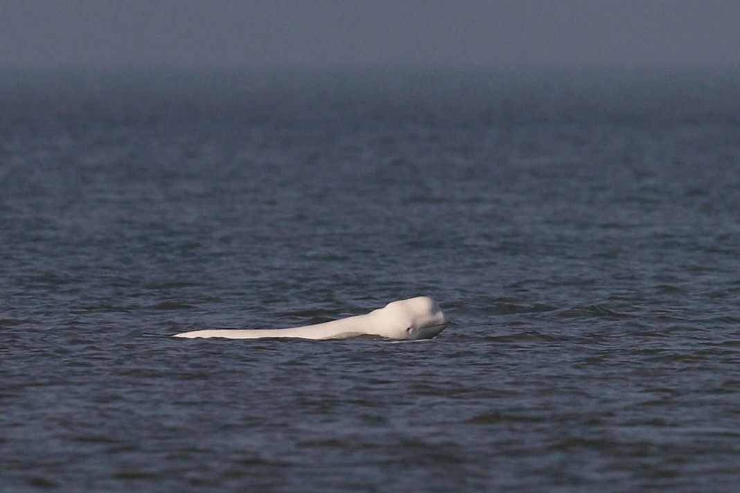 Belugawal in der Nordsee