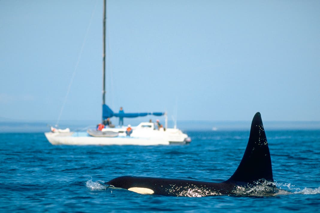 Orca in front of a yacht