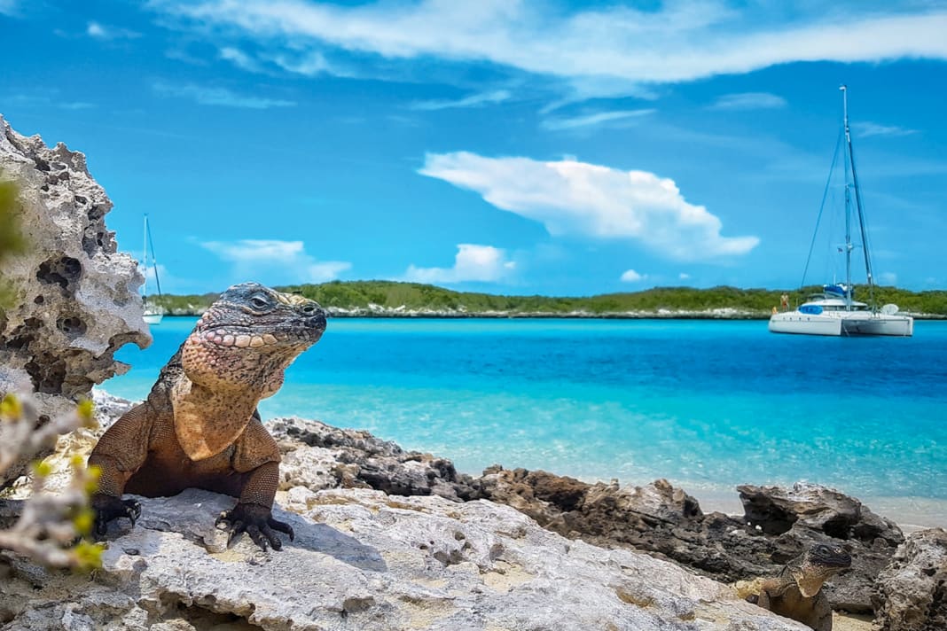 Un gruppo di iguane vive su Allen's Cay, nella catena delle isole Exumas. I gatti possono ancorare in acque poco profonde vicino alla riva.