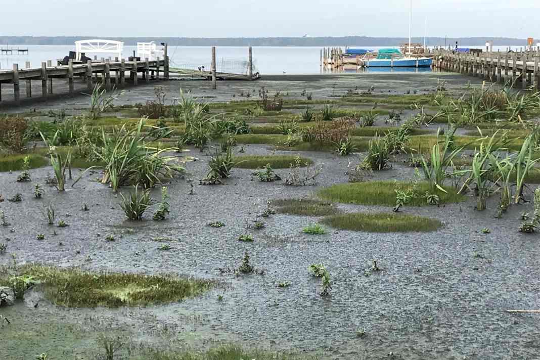 The silting up of the Steinhuder Meer is continuing apace.