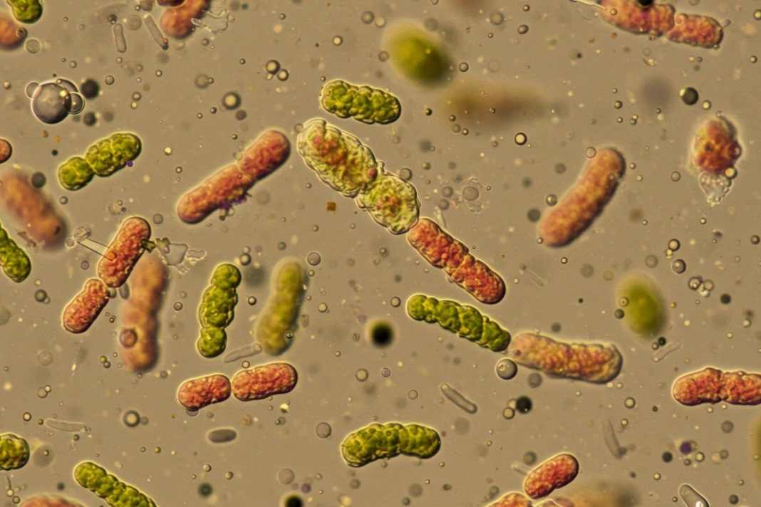 Bacteria under the microscope in water.