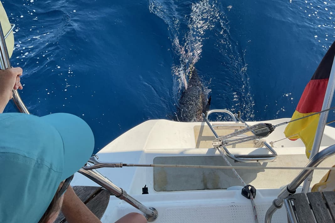 Recordings of tuna interactions