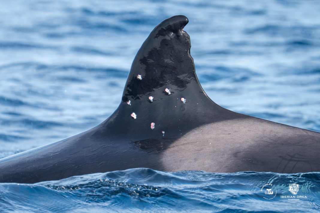 Orca Toni’s dorsal fin.