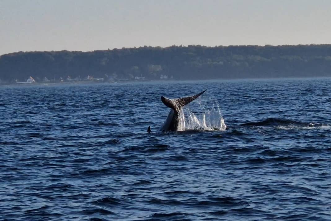 The beaked whale spotted in Øresund in action