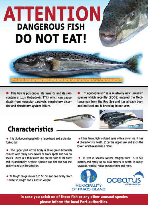 Affichage de poissons-globes sur l'île de Paros