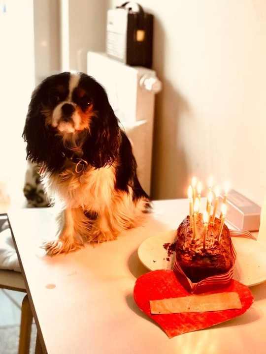   Anniversaire à la maison avec le chien "Lilly" et un gâteau