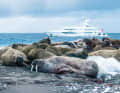 Svalbard, meeting place for lazybones: "Kamalaya" visited a colony of walruses off the Poolepynten headland of Prins Karls Forland