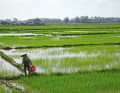 Rice fields near the coast