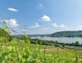 Königswinter: View from the vineyards down to the picturesque Rhine Valley