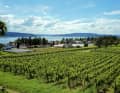 From the Hochwart, the highest elevation on the Reichenau, the view sweeps across vineyards to the south-west and the Untersee lake