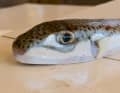 Der aus dem Roten Meer ins Mittelmeer migrierte Hasenkopf-Kugelfisch ist extrem giftig und tödlich.
