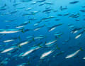 Mackerel have a torpedo-like body shape and usually have a vegetarian diet.