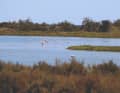 Flamingos in einer Salzlagune. Im Hintergrund das Mittelmeer - zum Greifen nah.