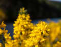 In May, gorse blooms all over Scotland