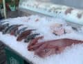 Fresh catch in the harbour of Linaria