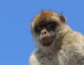 Barbary macaque on the rock