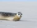 A harbour seal crawls into the water at the eastern end of the island of Juist during reintroduction. After successful rearing at the Norddeich seal centre.