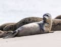 A young harbour seal crawls across the beach on the East Frisian island of Norderney.