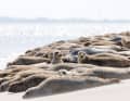 Mehrere Seehunde liege am Strand auf der Ostfriesischen Insel Norderney.