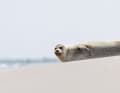 A seal lies on the beach on the island of Norderney.