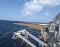 Eine der REV-Ocean-Missionen wird eine Forscherin des Alfred-Wegener-Instituts zu Ansammlungen der freischwimmenden Braunalge Sargassum führen, die im subtropischen Atlantik an der Meeresoberfläche vorkommen.