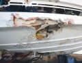 Damage to the hull